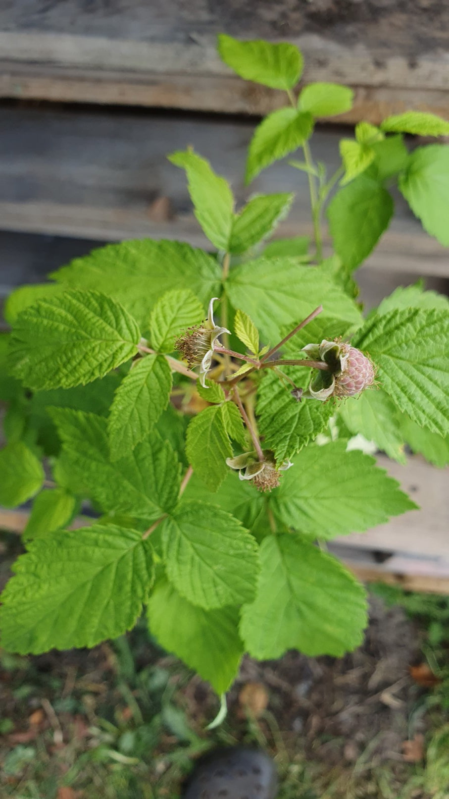Framboisier orange (Rubus ideaus)