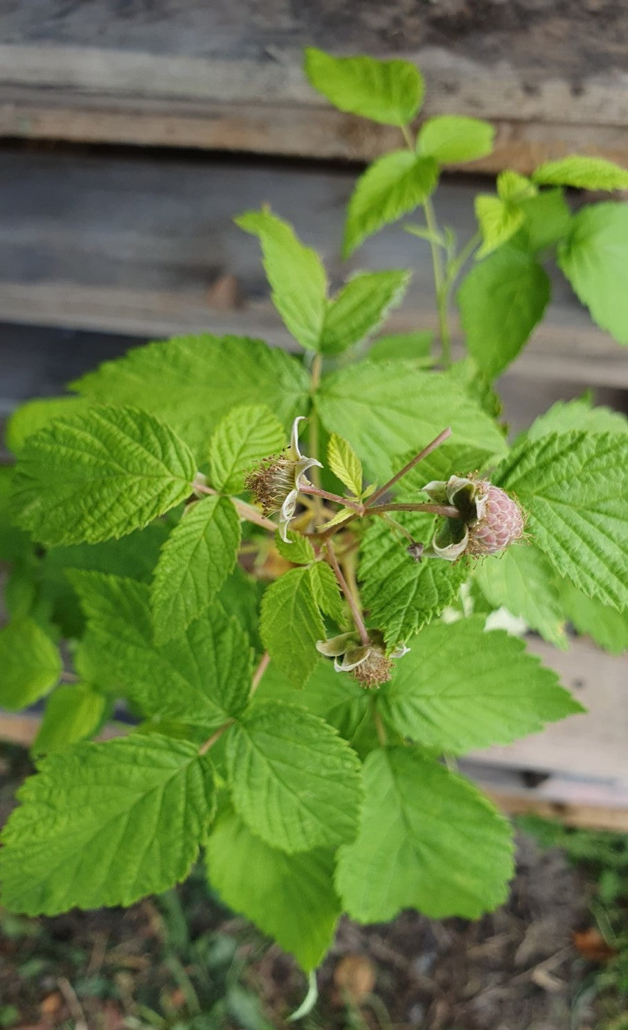 Framboisier "Tulameen" (Rubus ideaus)