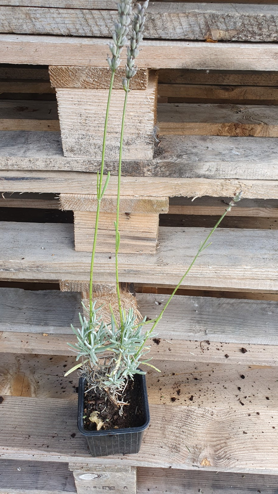 Lavande Blanche "Alba" (lavandula angustifolia)