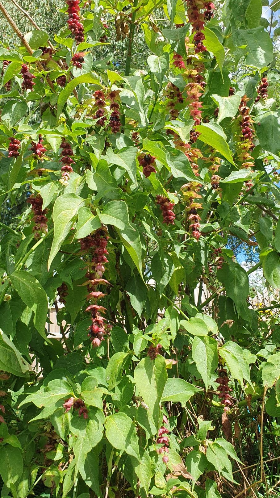 Arbre aux faisans // Baie caramel // (Leycesteria formosa)