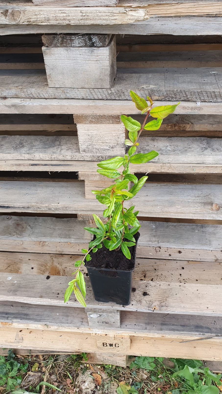 Grenadier "Fina trandral" (Punica granatum)