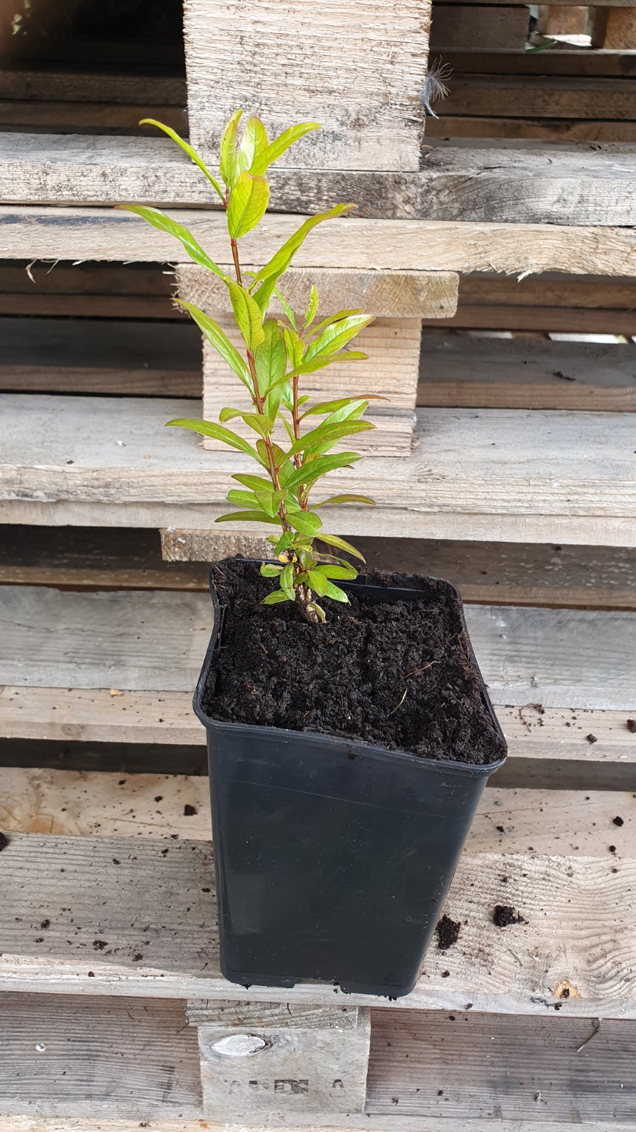 Grenadier à fleurs (Punica granatum)