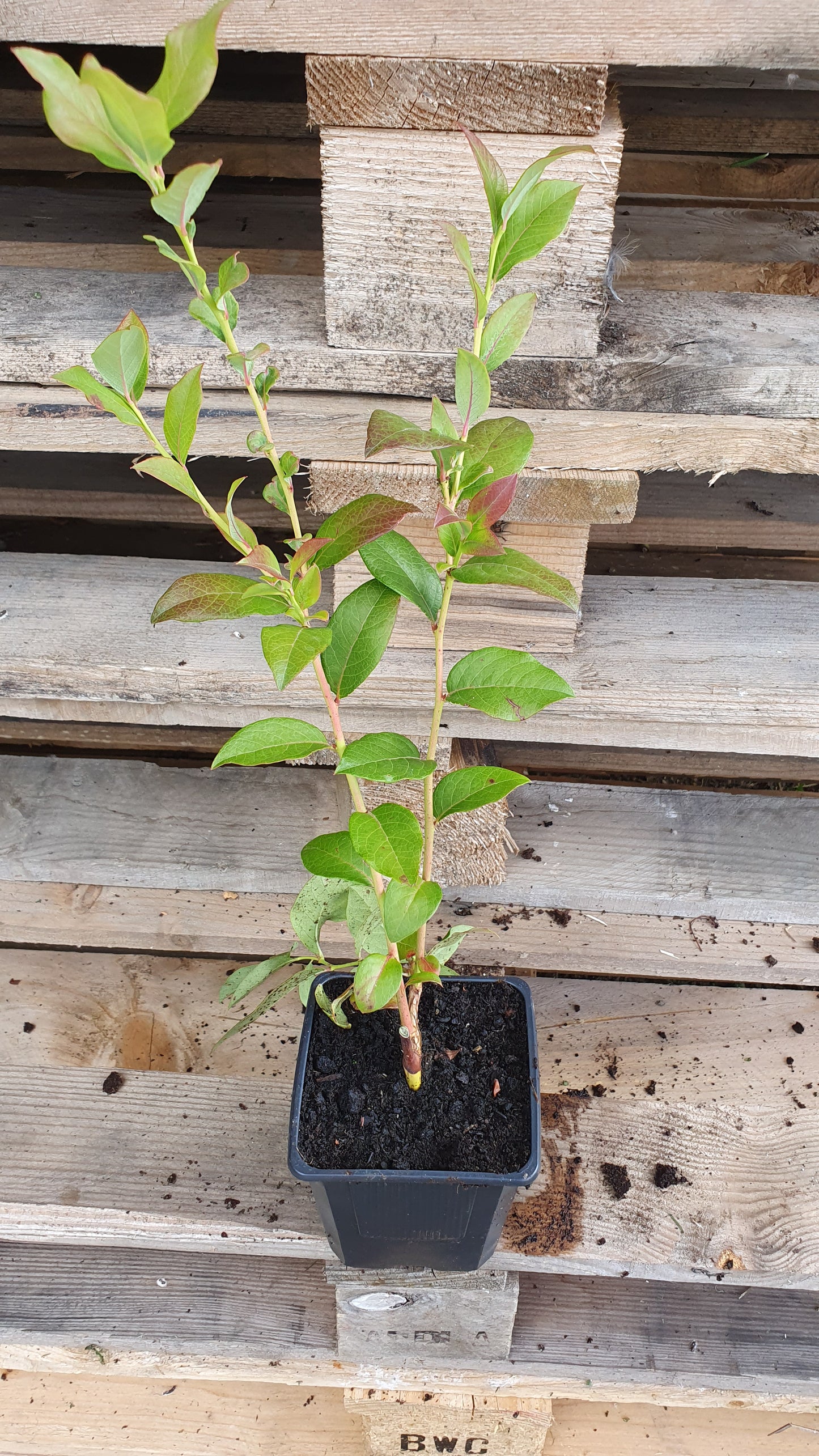 Myrtille américaine "Bluecrop" (Vaccinium corymbosum)