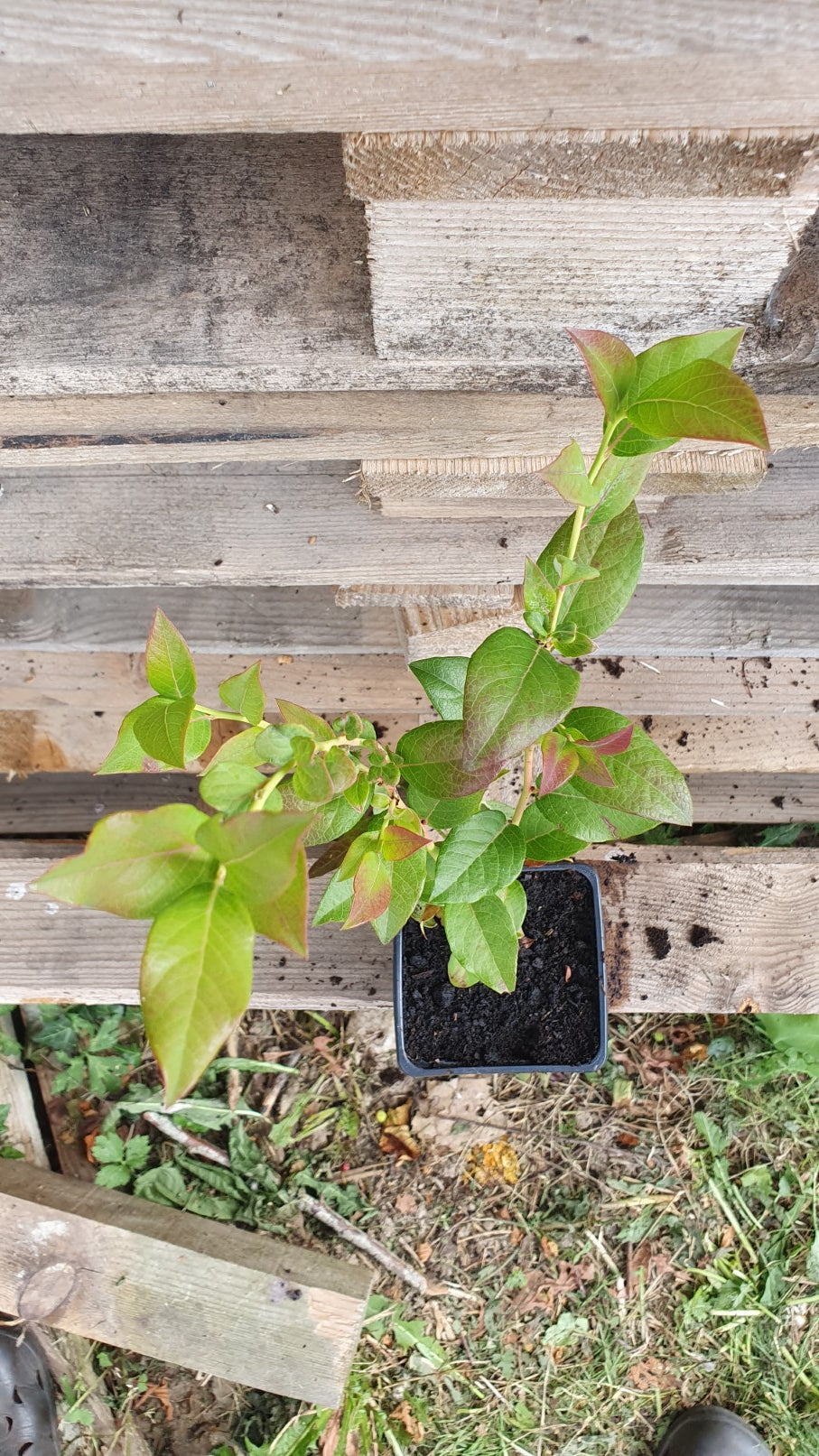 Myrtille américaine "Goldtraube"