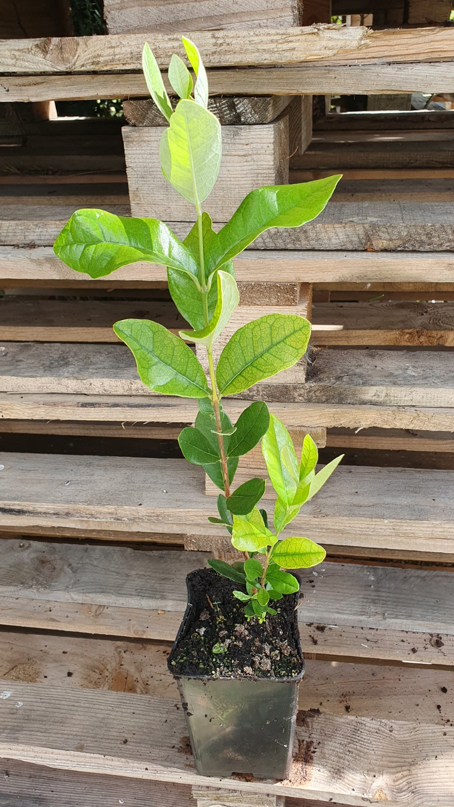 Feijoa "Gemini"// Goyavier rustique (Acca sellowiana)