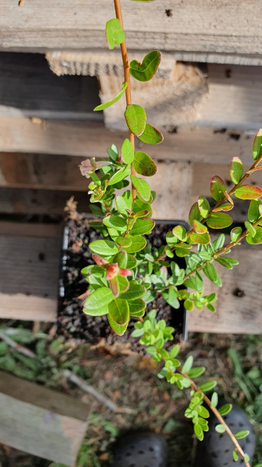 Canneberge "Early black" // Cramberries
