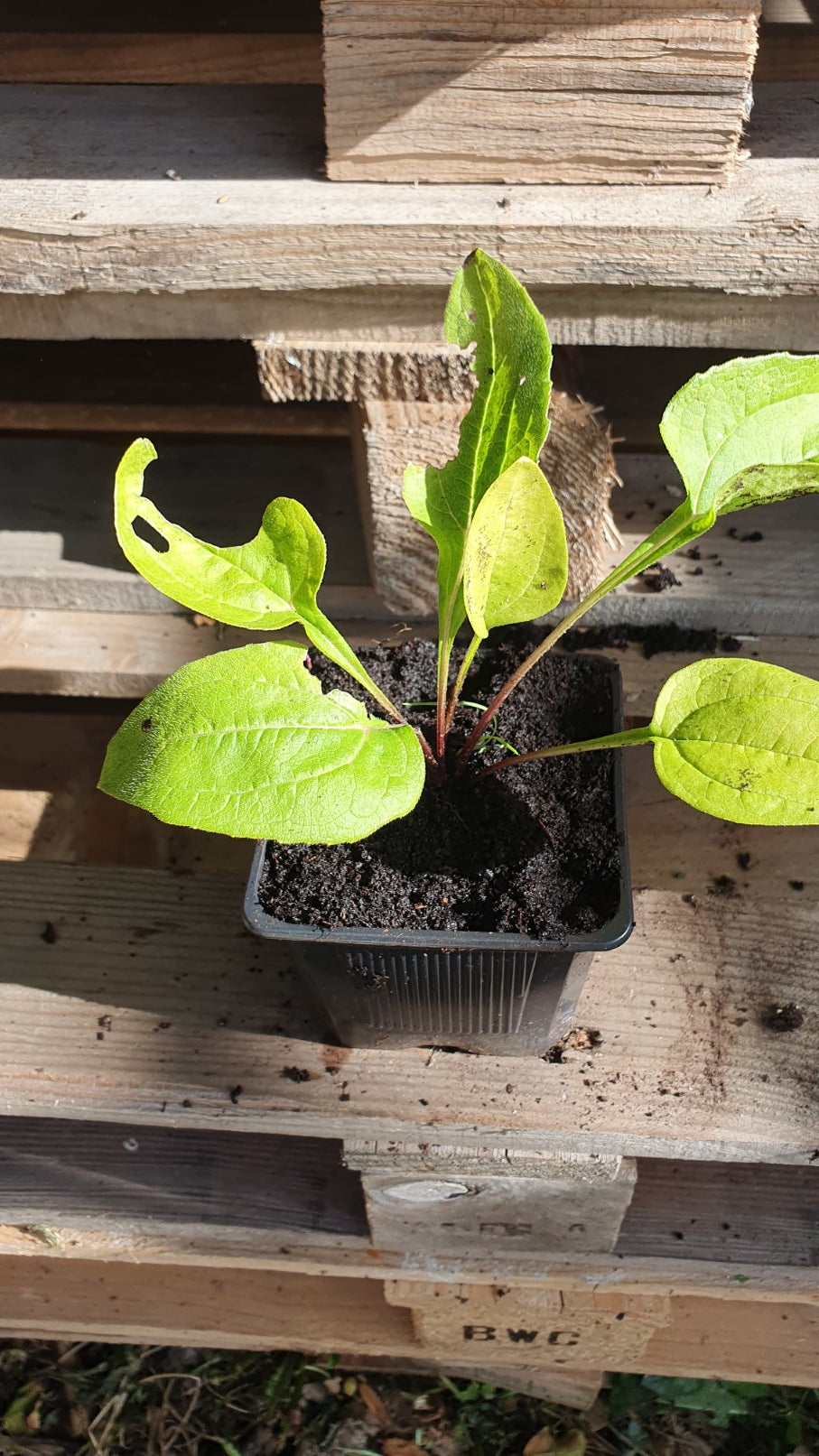 Echinacée pourpre (Echinacea purpurea)