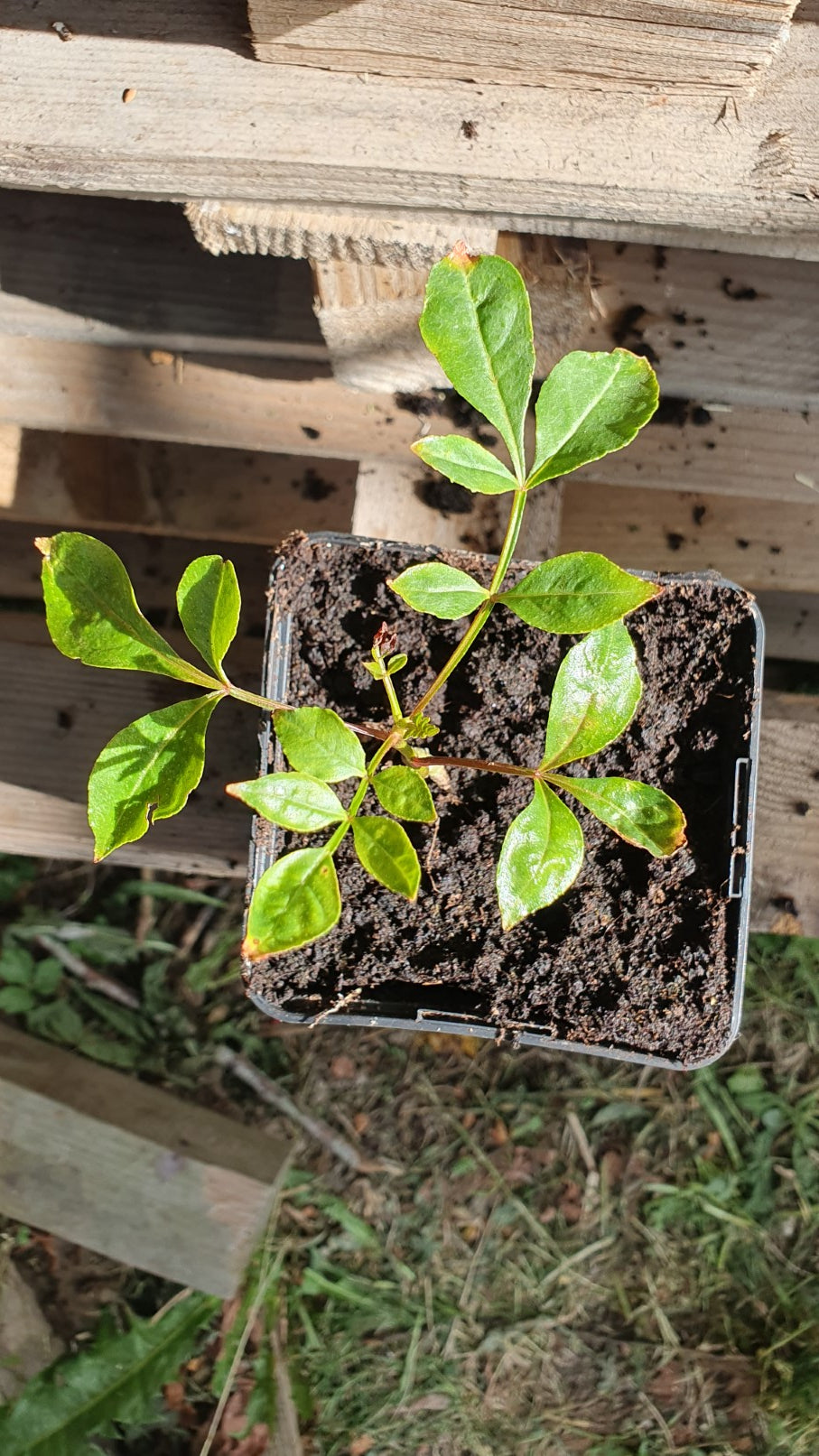 Poivrier du Sichuan (Zanthoxylum piperitum)