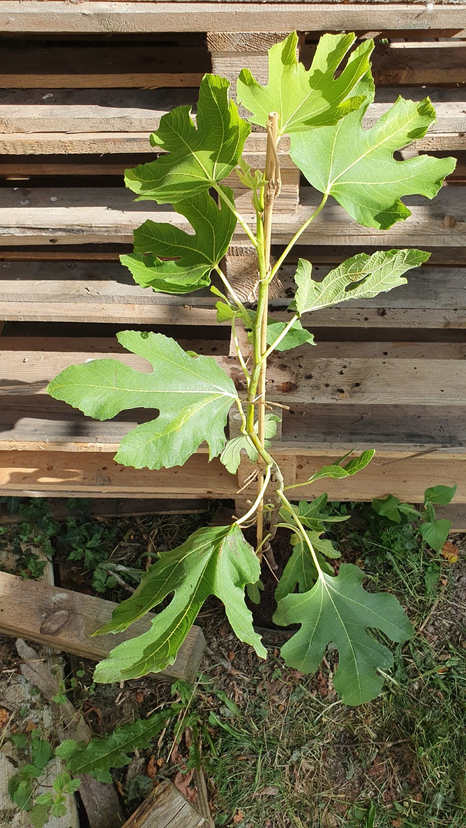 Figuier "Brown turkey" (Ficus carica)