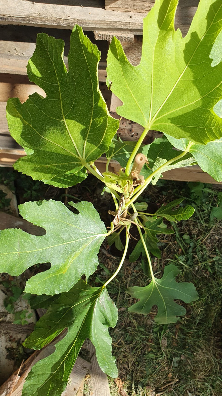 Figuier "Précoce de dalmatie" (Ficus carica)