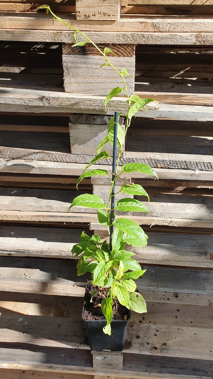 Kiwaï autofertile "Issaï" // kiwi de sibérie (Actnidia Arguta)