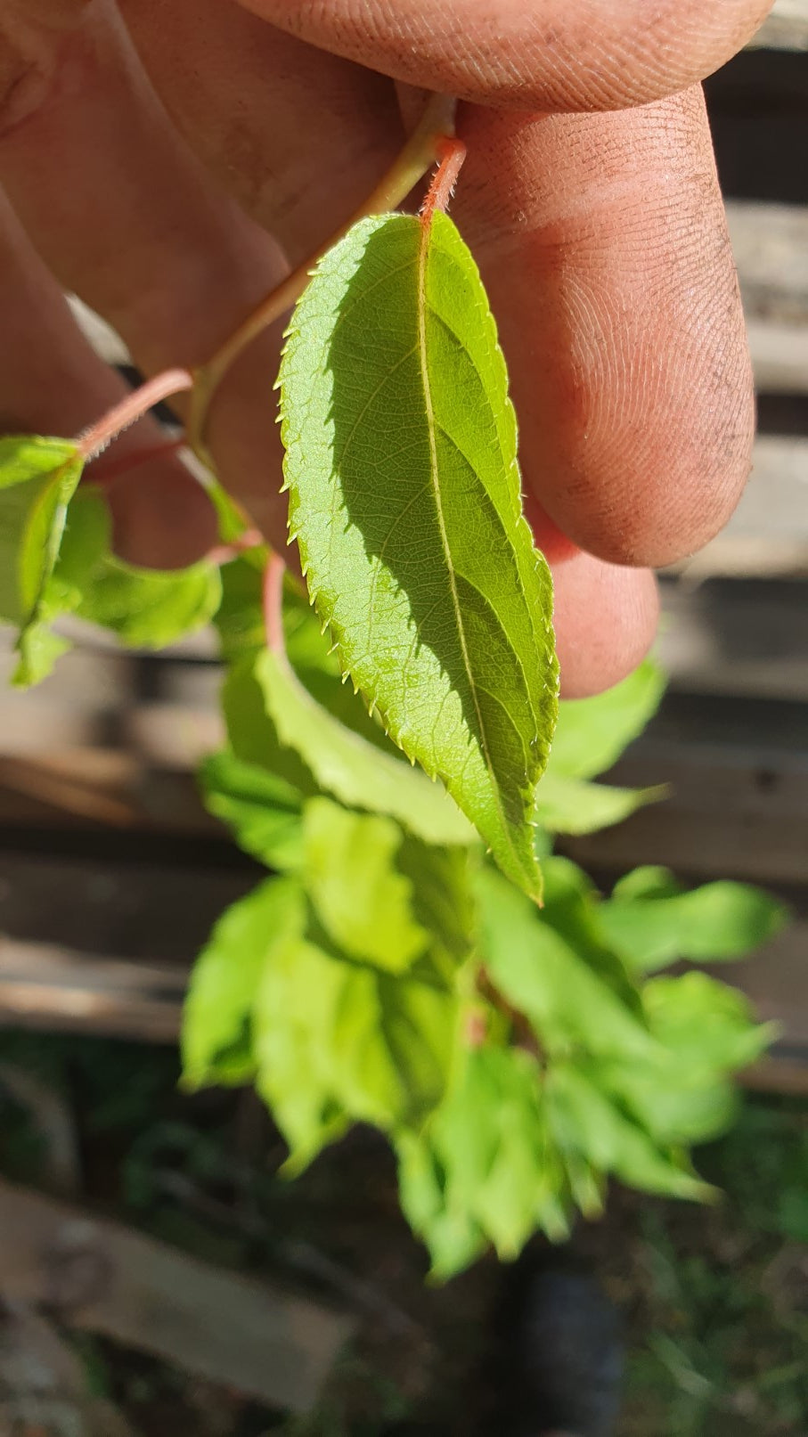 Kiwaï mâle "ken's red" Kiwi de sibérie (Actinidia arguta)