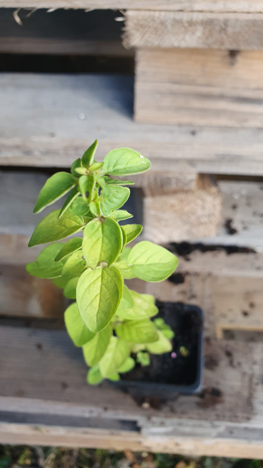 Origan vulgaire (Origanum vulgare)