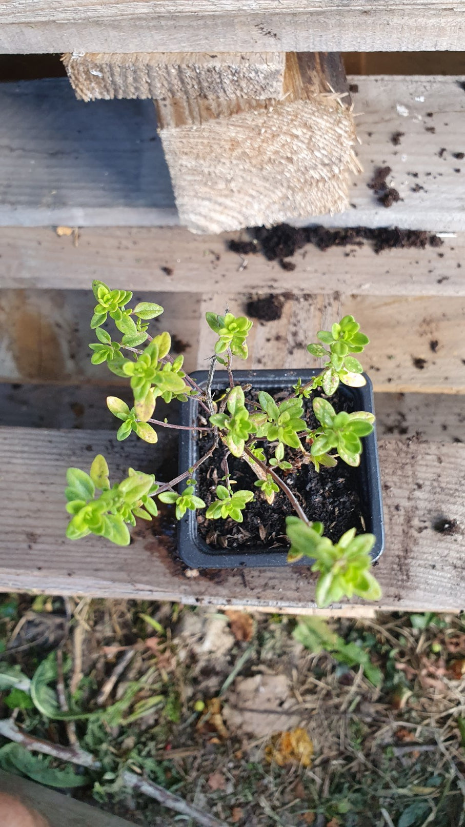 Thym d'hiver (thymus vulgaris)