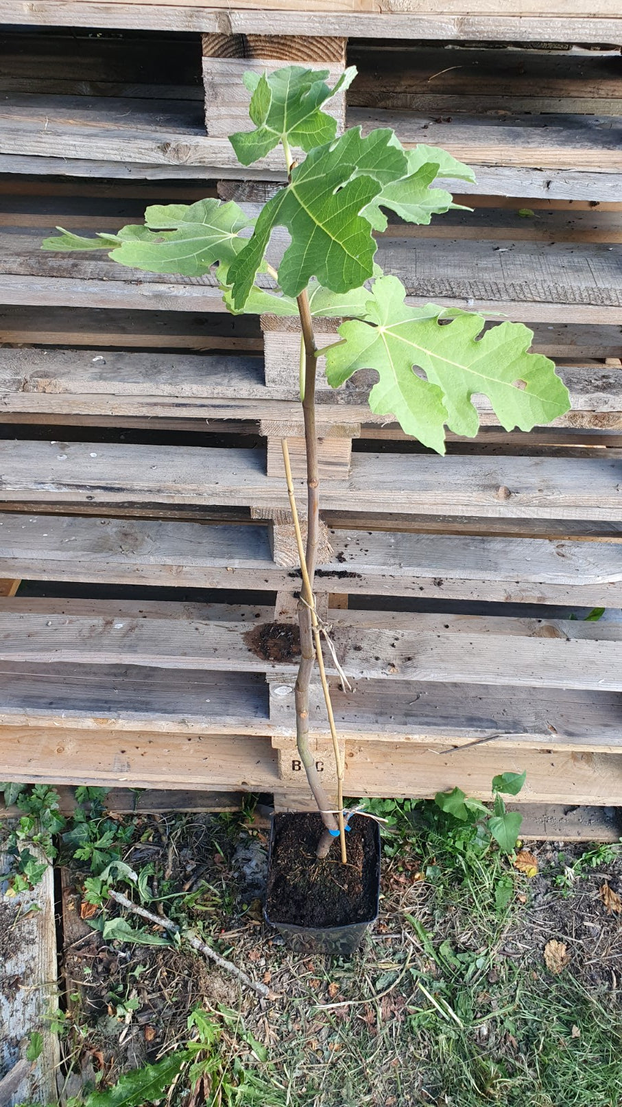 Figuier "Goutte d'or" (Ficus carica)