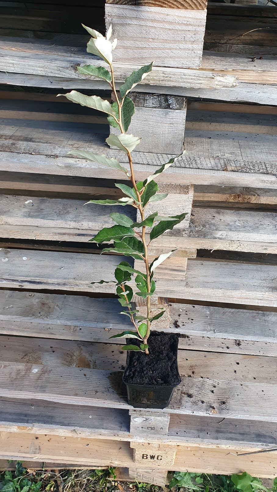 Chalef "limelight" (Elaeagnus Ebinggei) (Copie)