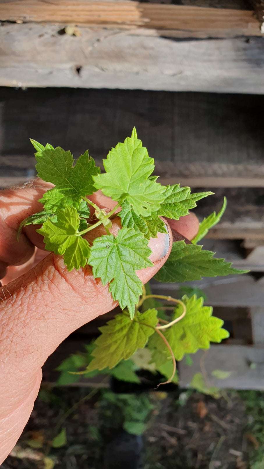 Houblon de semis (Humulus lupulus)