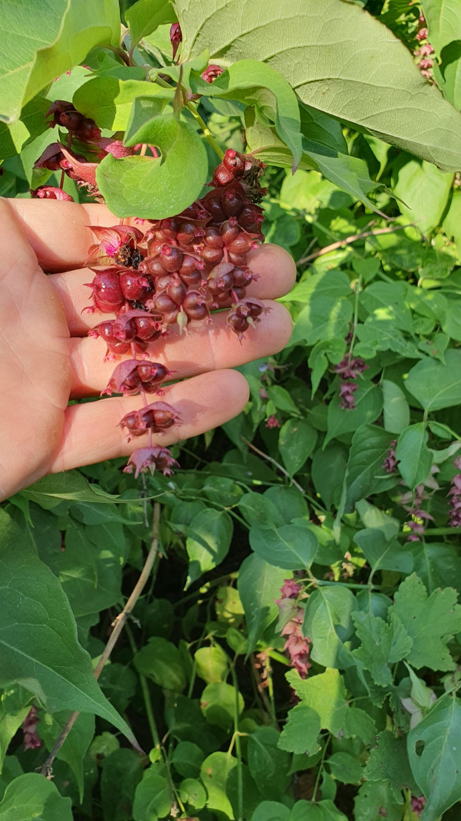 Arbre aux faisans // Baie caramel // (Leycesteria formosa)