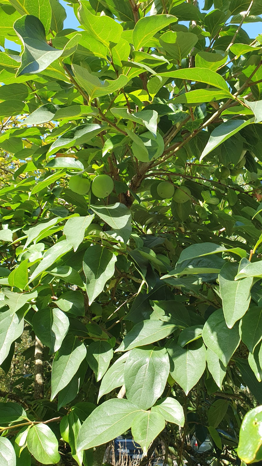 Kaki "De creuse"