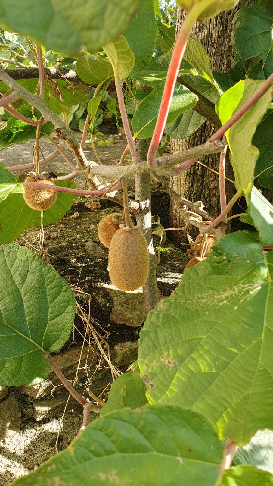 Kiwi femelle "Hayward" (Actinidia chinensis)