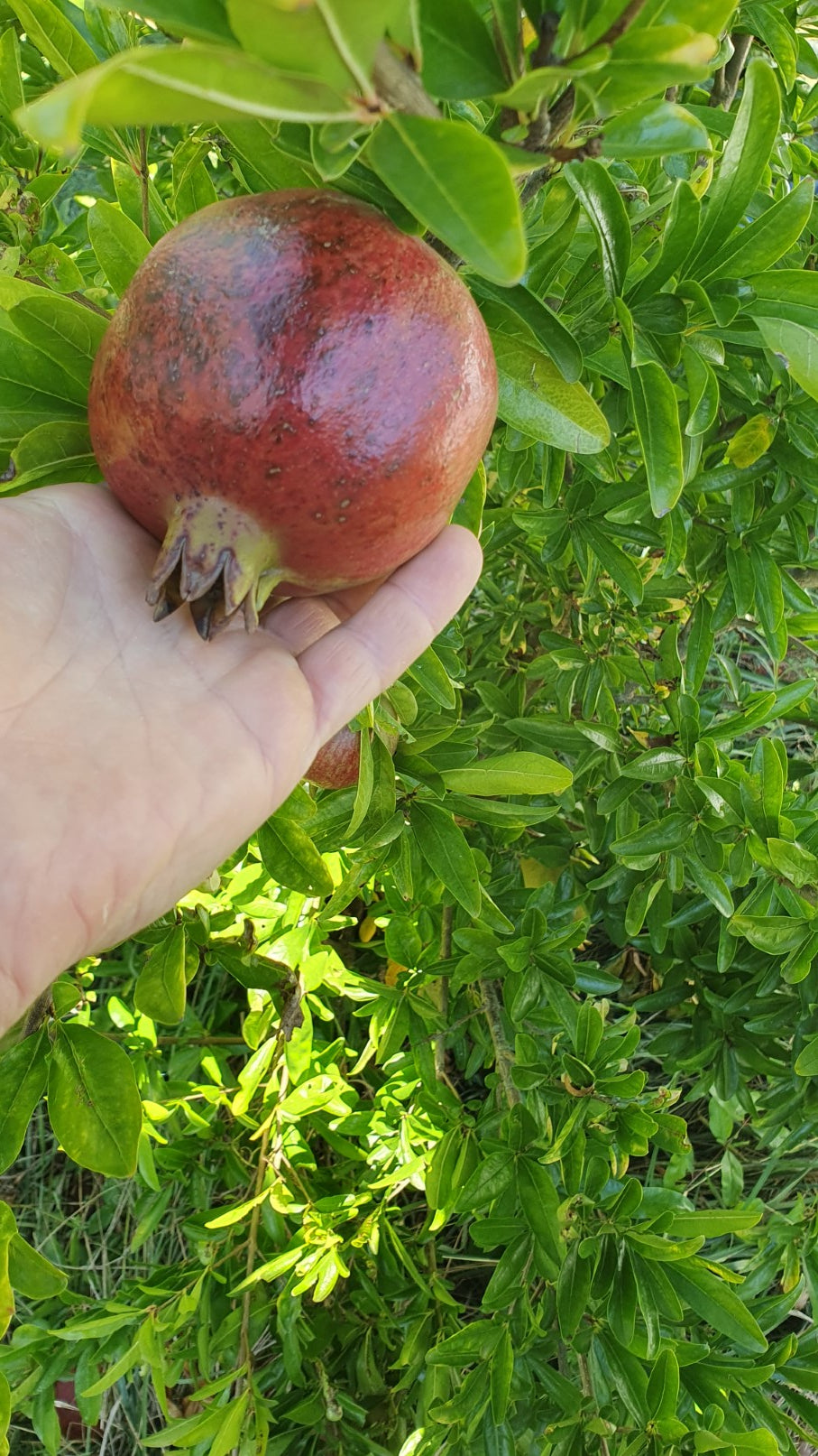 Grenadier "Fina trandral" (Punica granatum)