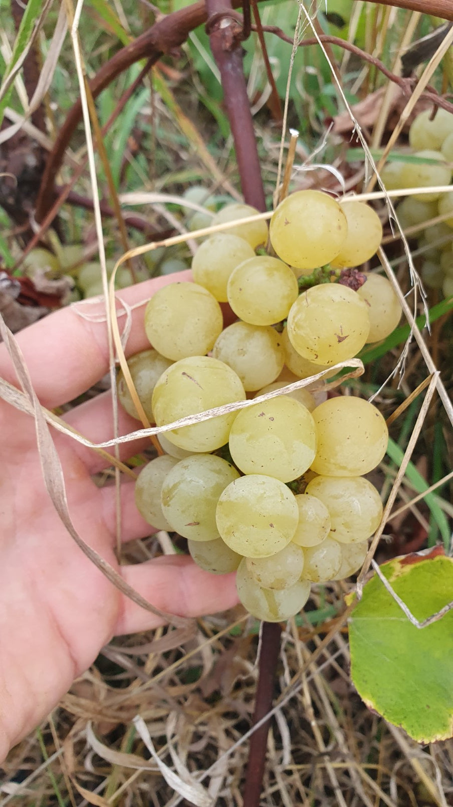 Raisin de table et de cuve "Noah"