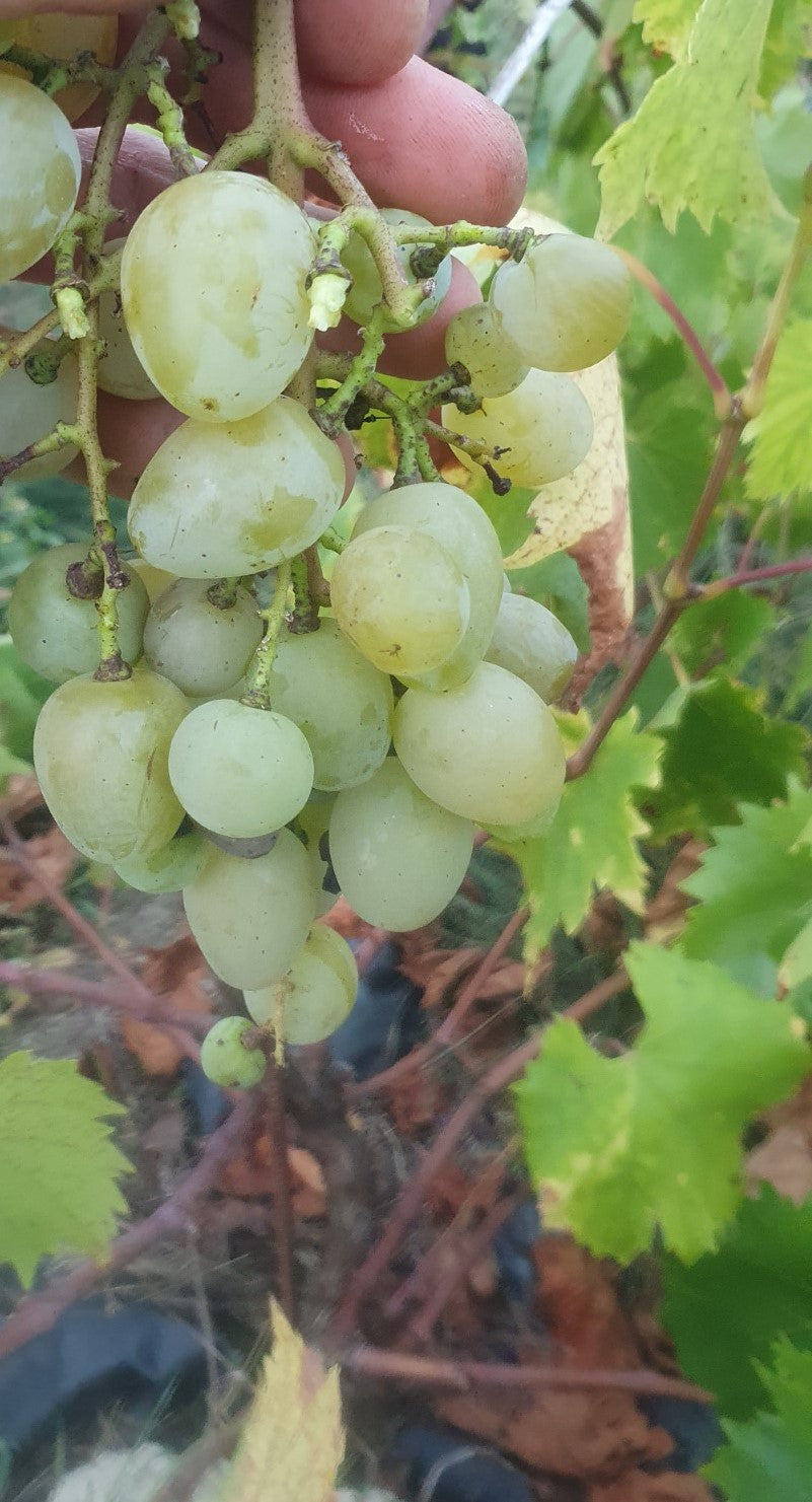 Raisin de table blanc "Dattier de saint Vallier"