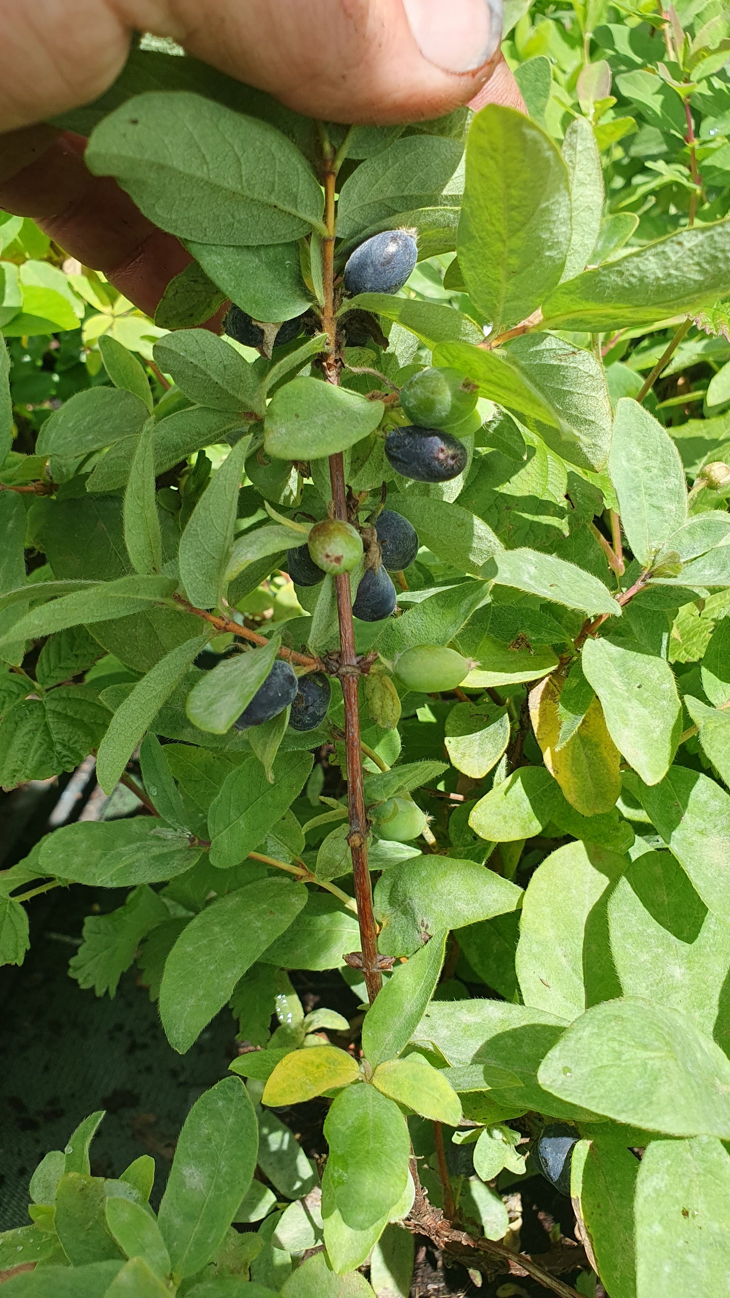 Baie de Mai "Fialka"// Camerisier de sibérie (lonicera kamtschatica)
