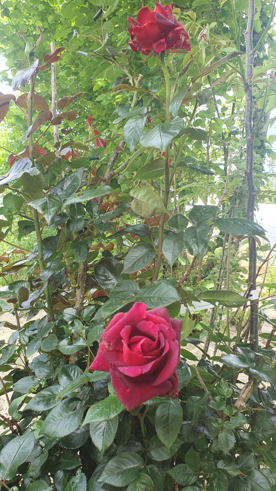 Rosier grimpant "Crimson glory"