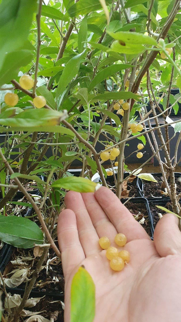 Chalef d'automne Pointilla® 'Fortunella' (Elaeagnus umbellata)