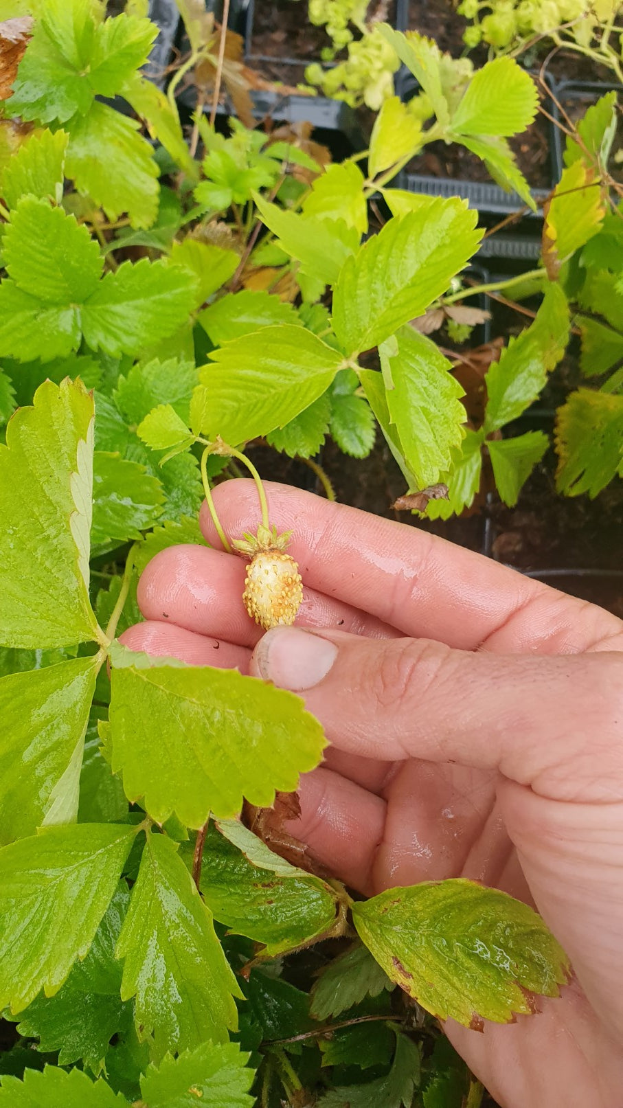 Fraisier des bois à gros fruits "Alpine yellow" (fragaria vesca)