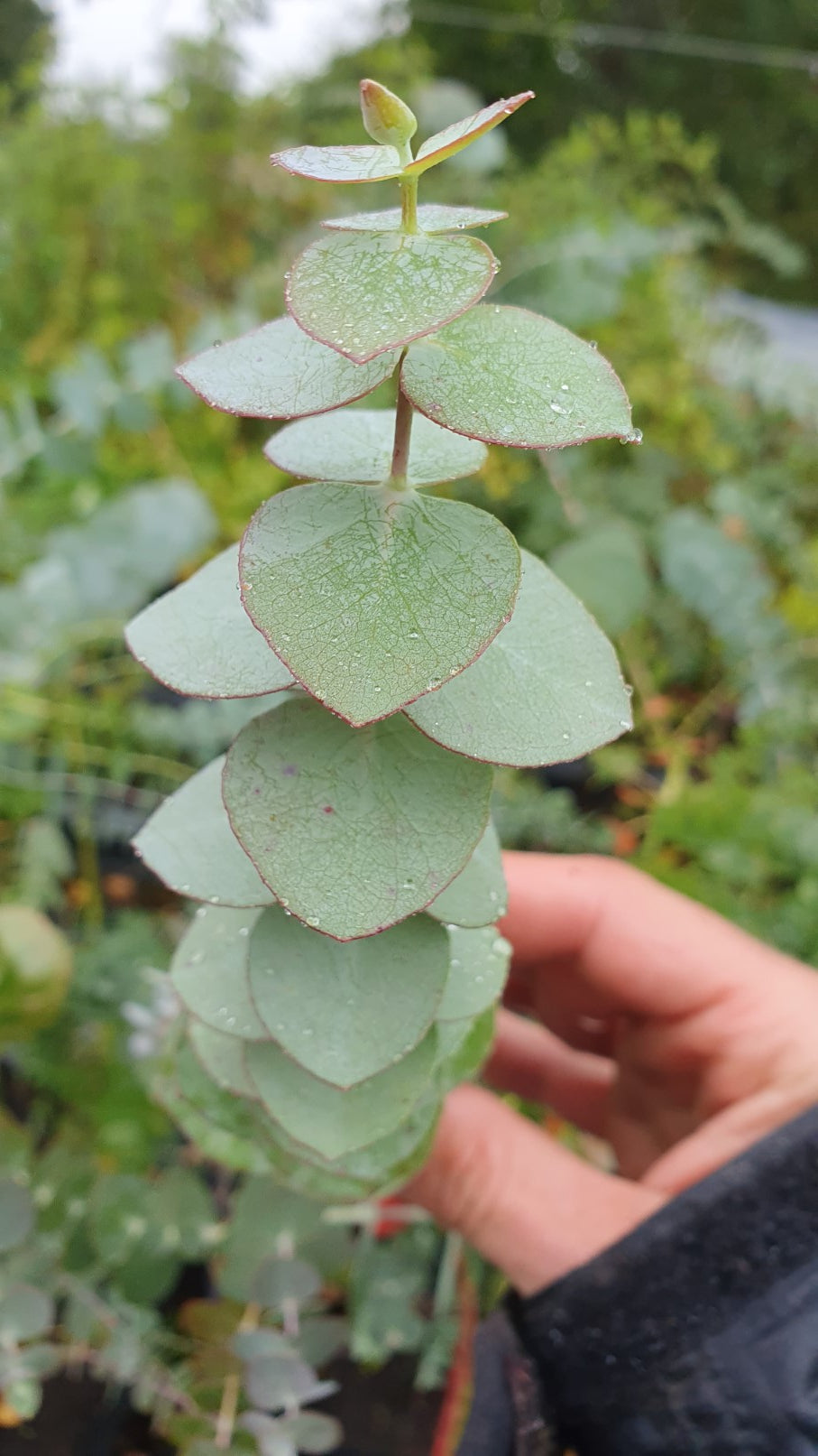 Eucalyptus Rustique Pulverulenta P pini re Plume eucalyptus-rustique-pulverulenta-p-pini-re-plume