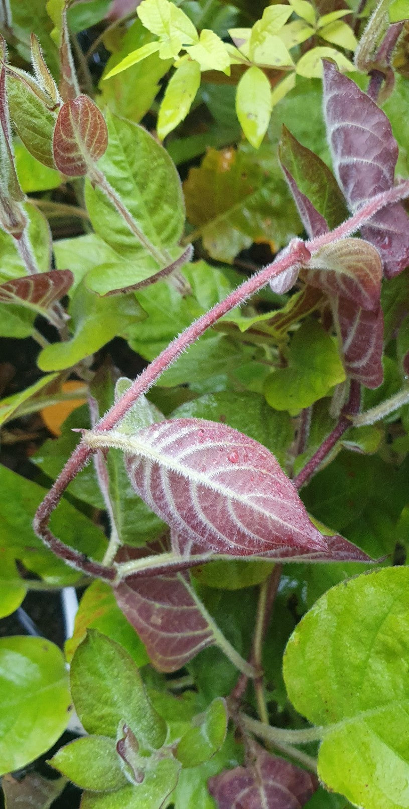 Herbe à fromage// "La Mo Long" (Paederia lanuginosa)