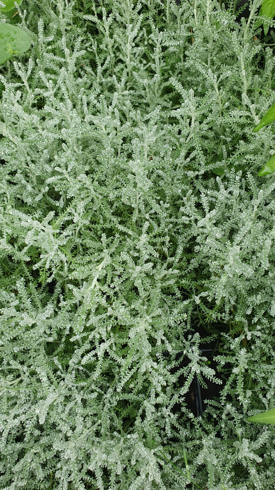 Santoline petit cyprès (chamaecyparissus)