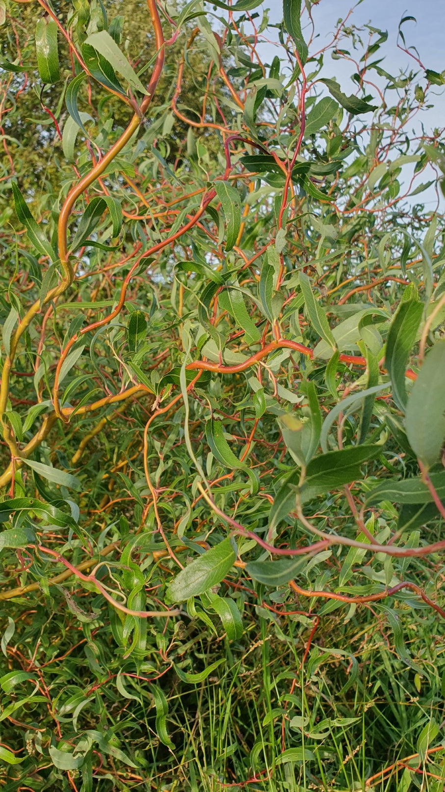 Saule tortueux rouge (erythroflexuosa)