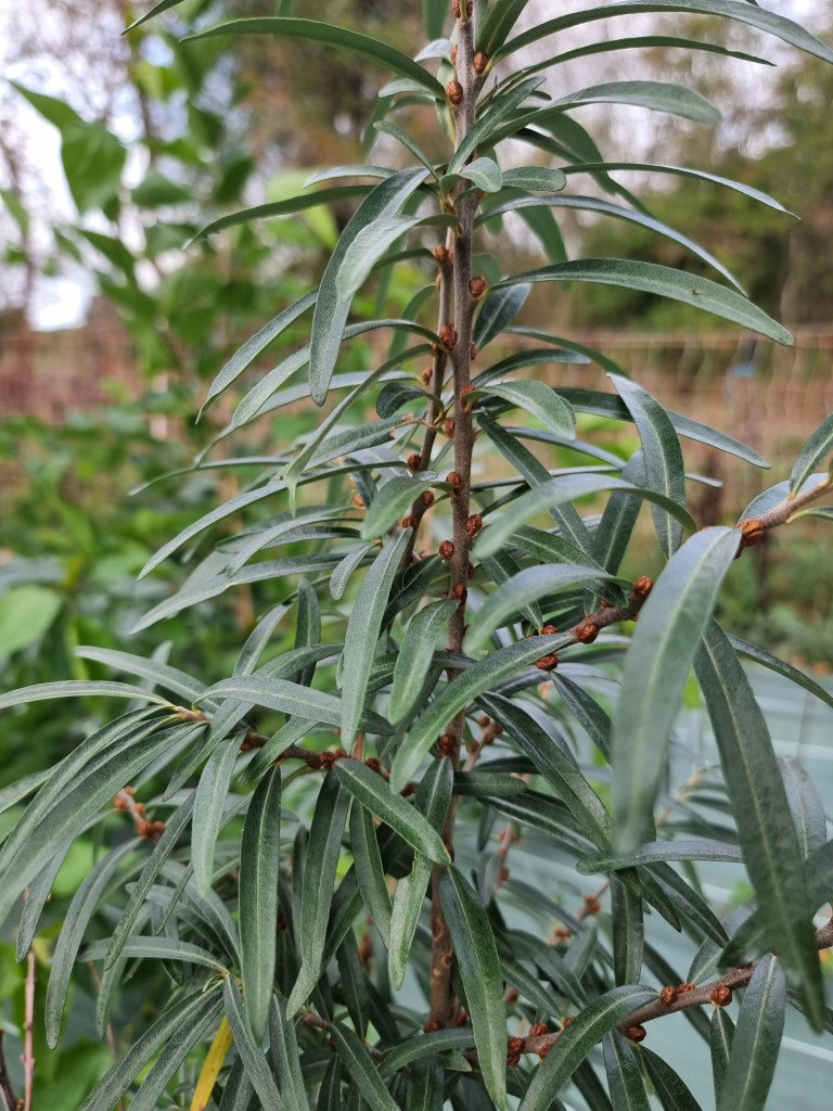 Argousier femelle 'Masculi' (Hippophae rhamnoides)