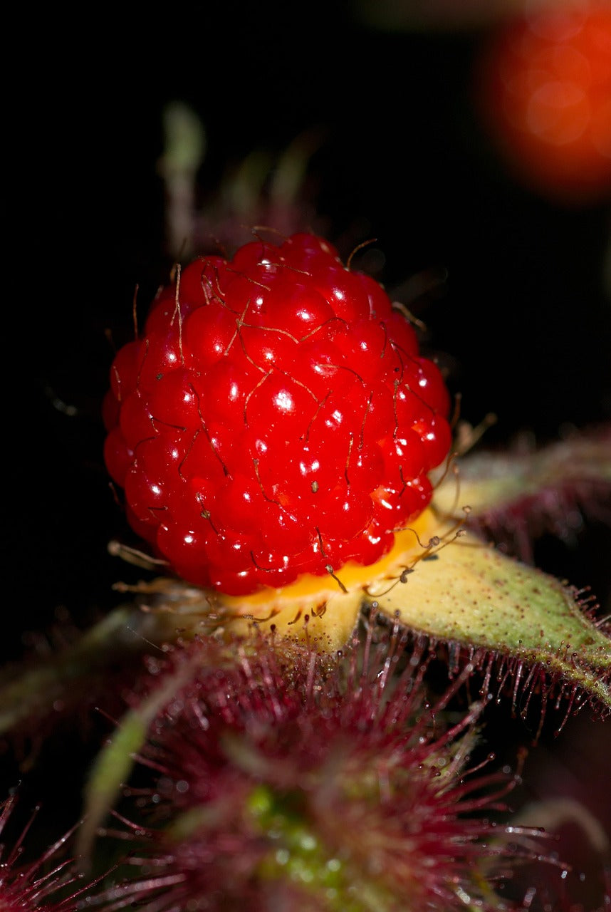 Framboisier du japon (Rubus phoenicolasius)