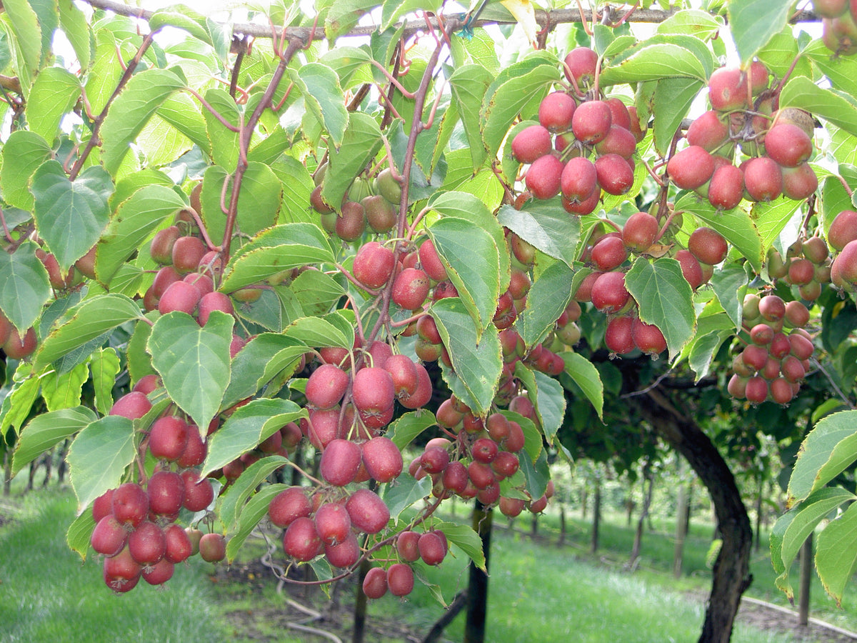 Kiwaï 'Ananasnaya' femelle // Kiwi de Sibérie (Actinidia arguta)