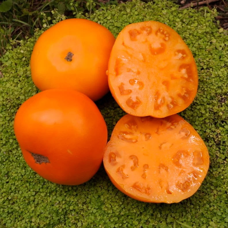 Tomate "Persimon"