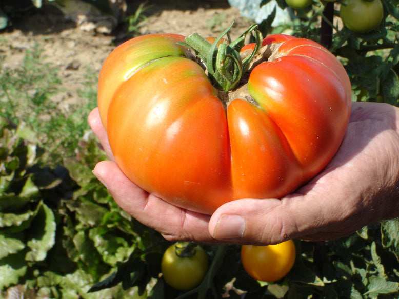 Tomate "Potiron écarlate"