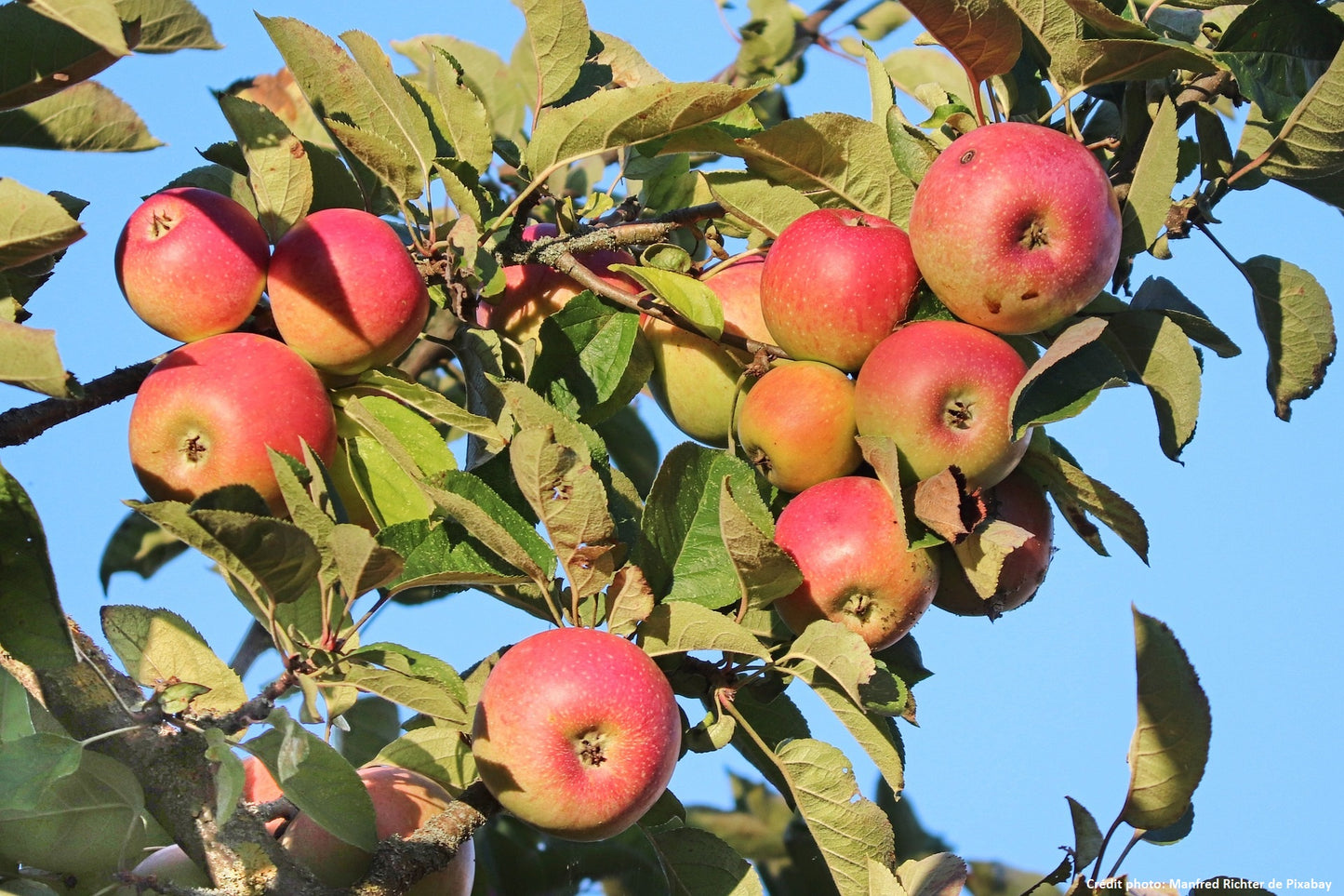 Pommier sur M26 "Belle de Boskoop"