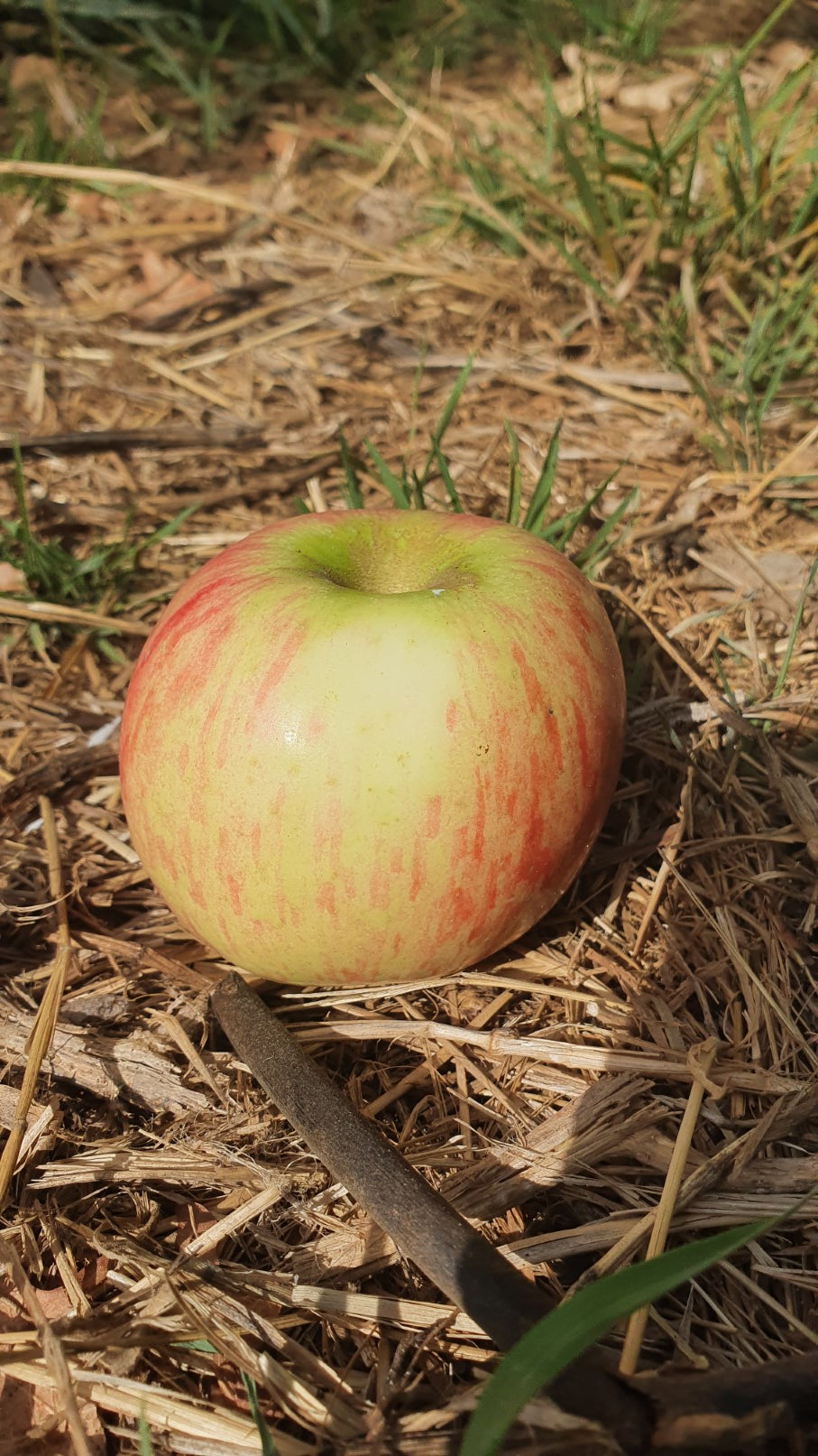 Pommier "Belle fille de la Creuse"