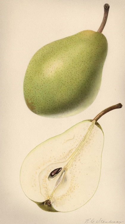 Poirier sur cognassier "Beurré Hardy"