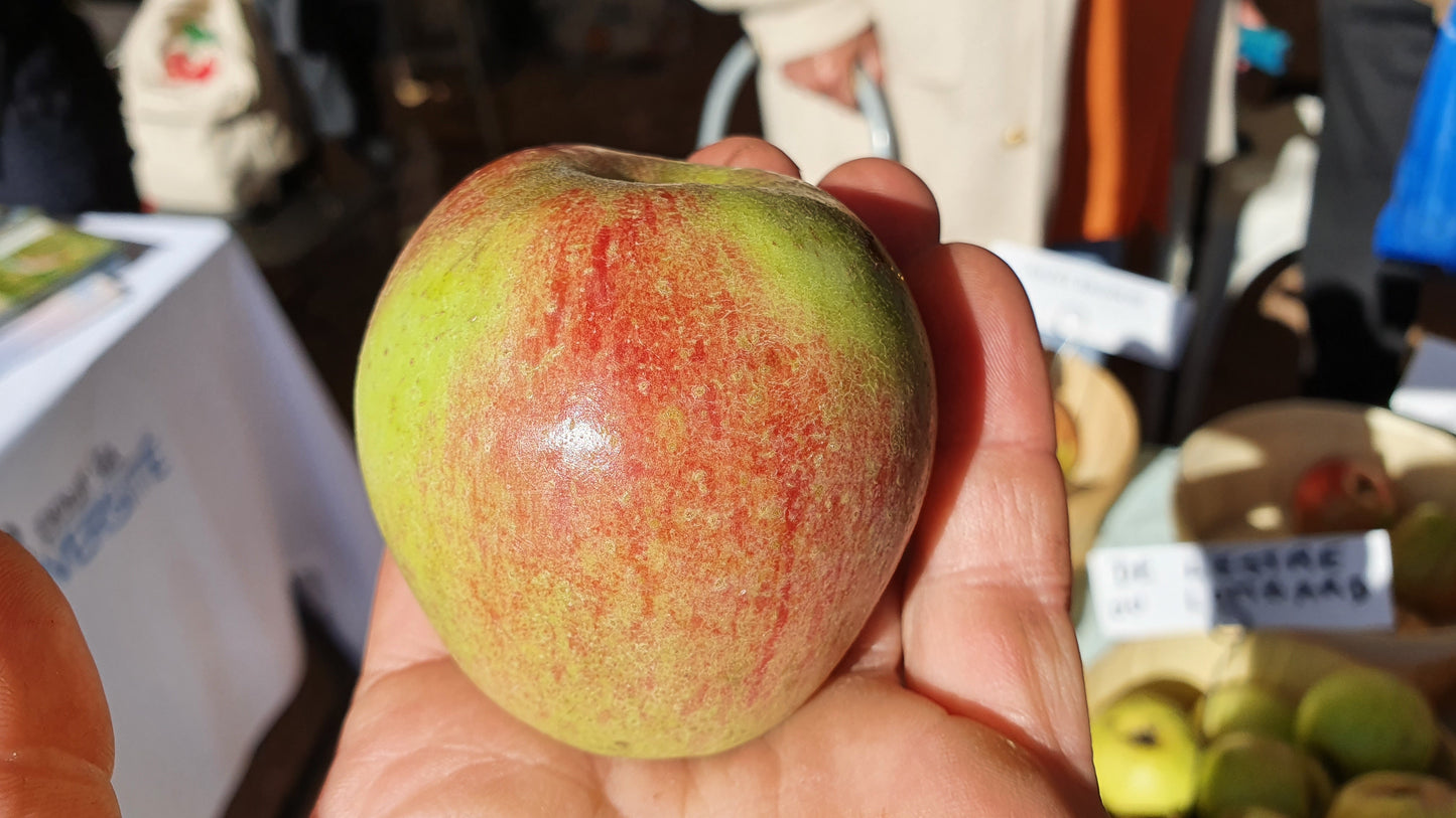 Pommier "Bondon"