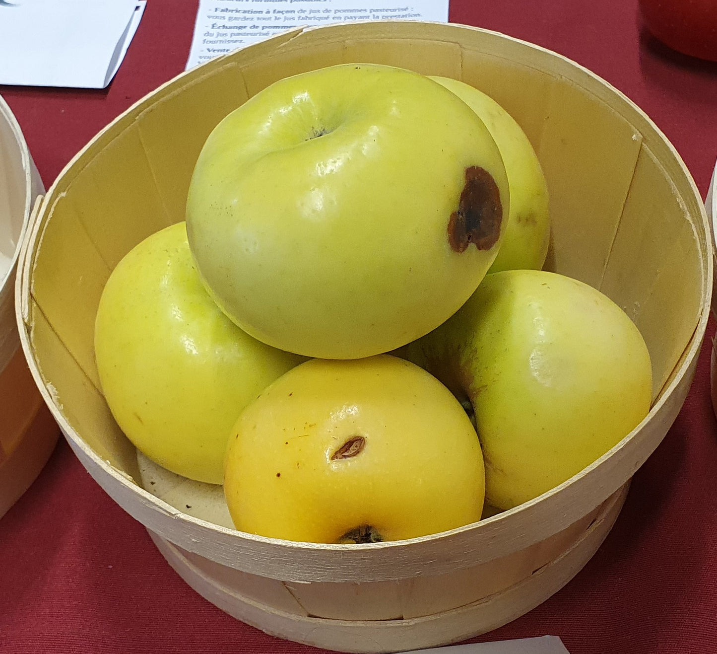 Pommier "Canada blanc de la Creuse"// "Fleuritard"