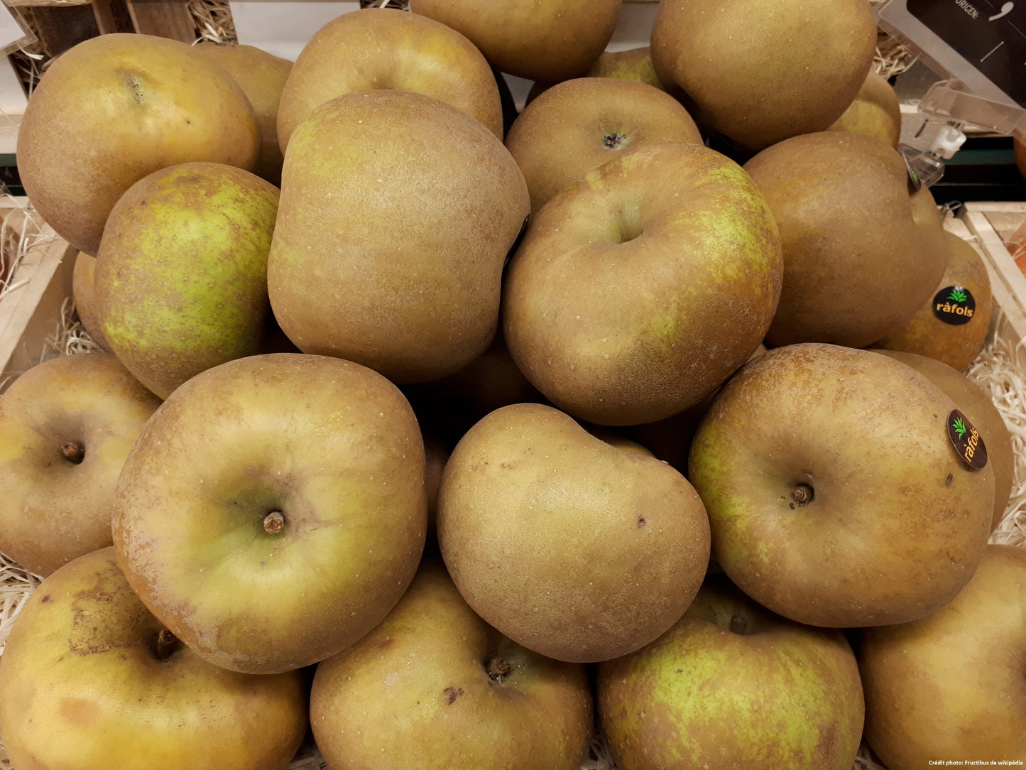 Pommier "Canada gris"// "reinette du canada grise"