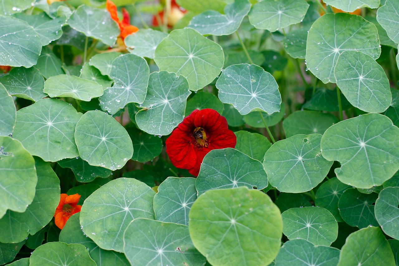 Capucine (Tropaeolum majus)