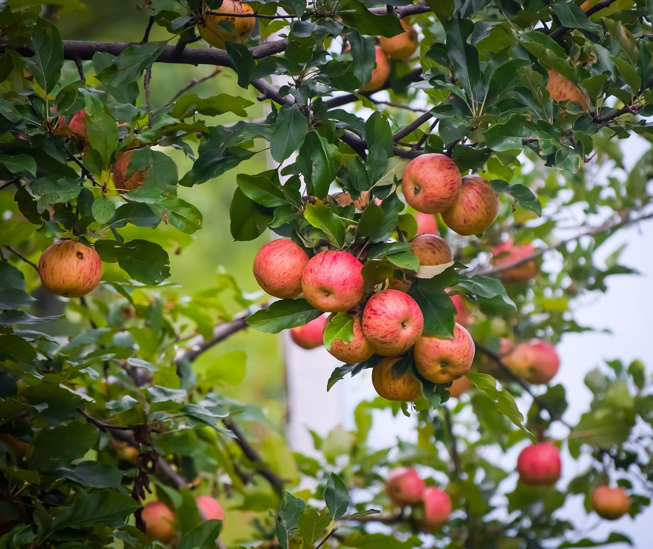 Pommier "Cox orange"