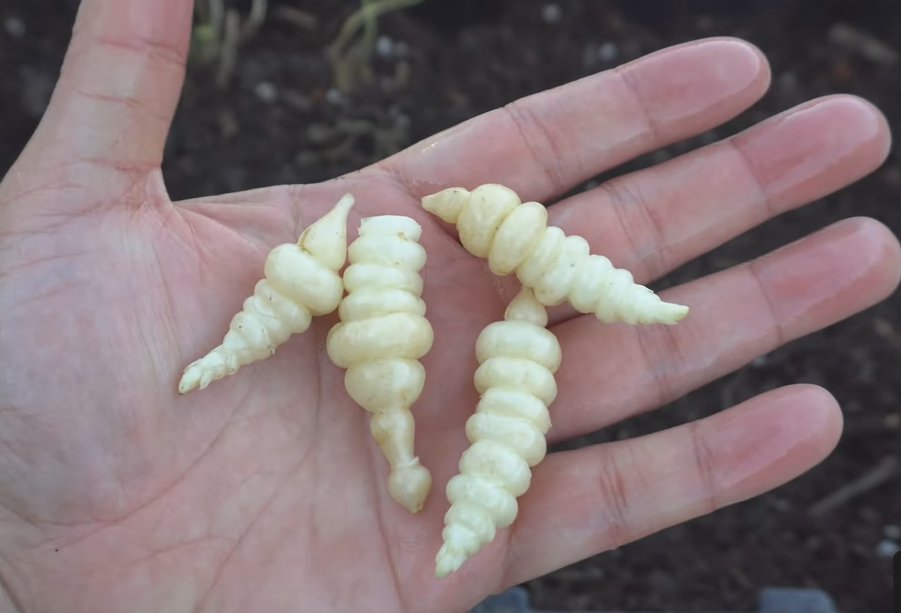 Crosnes du japon (stachys affinis)