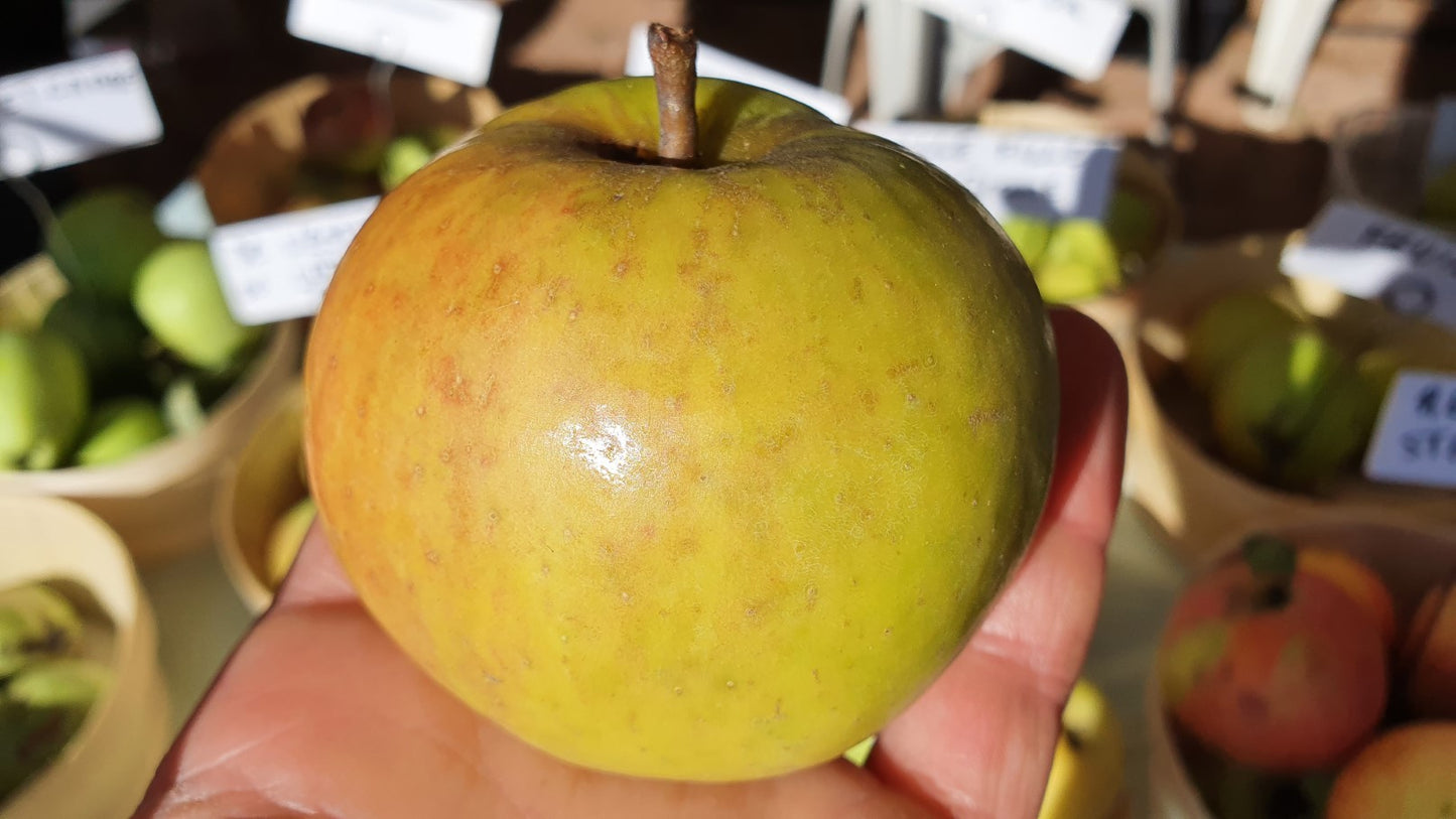 Pommier "Feuilloux" "Feuillue" "Felhi"